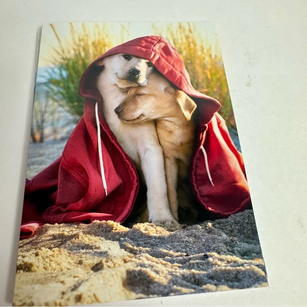 6 Avanti Greeting cards - dog couple under hoodie Holiday: Valentine’s Day
